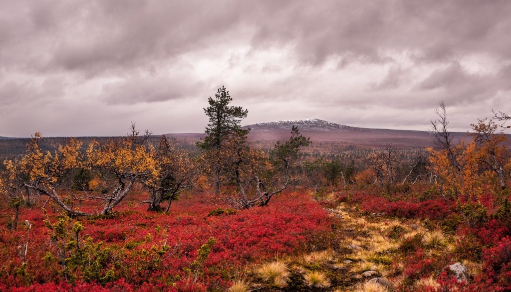 Autumn foliage in red and orange colours in the northern wilderness.