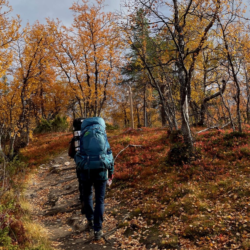 A hiker with a blue racksack walks away from the camera on a mountain path surrounded by a forest of trees in autumn foliage. 