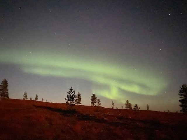 Northern lights over a Lapland fell with the silhouettes of a few stunted spruces.