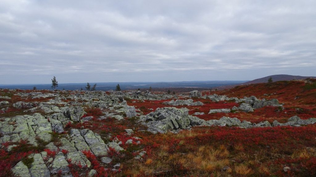 A scenic view from the top of a Lapland fell covered in autumn foliage colours of red and orange as well as rock.