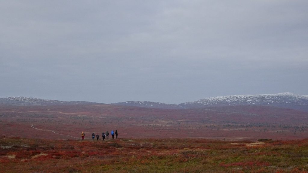 Seven people hiking on a vast level surface of a Lapland fell covered in autumn foliage. In the distance you can see snow-covered hills. 