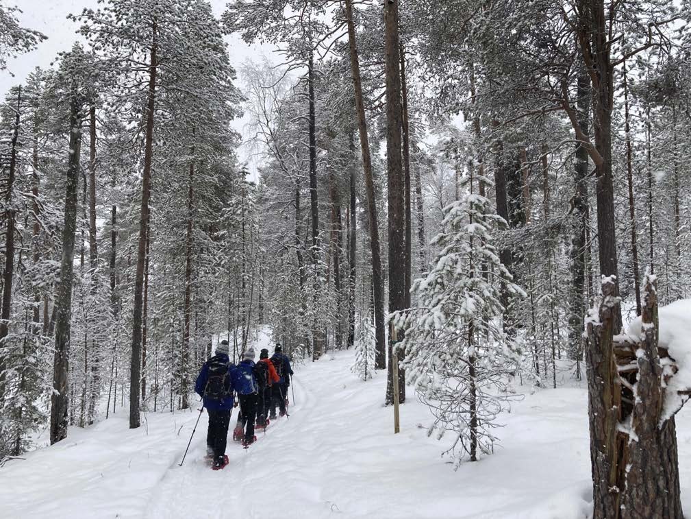 Image of four people on a snowshoe trek on the Pieni Karhunkierros in Oulanka National Park.